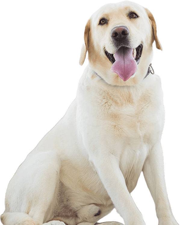 Yellow labrador