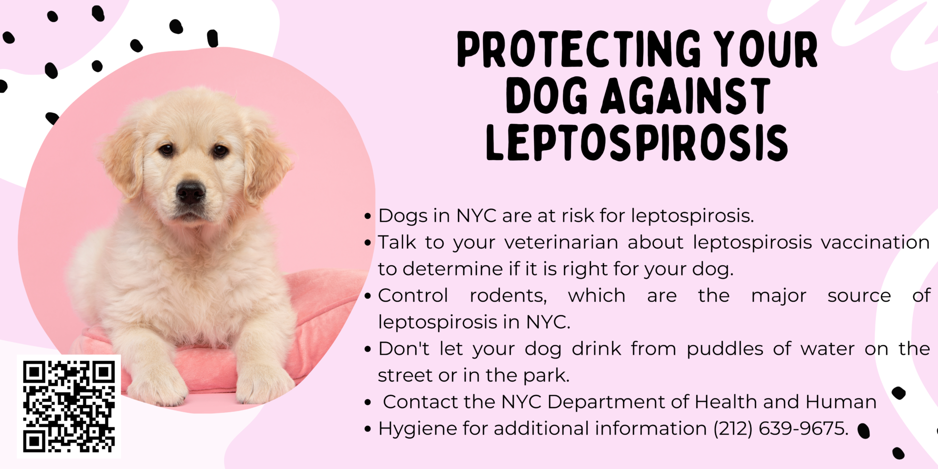 Protecting Your Dog Against Leptospirosis (2)